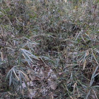 途中から笹が伸びた藪に変わりますが、奥に点々とピンクテープが伸びてます。藪の割れ目を進みます。