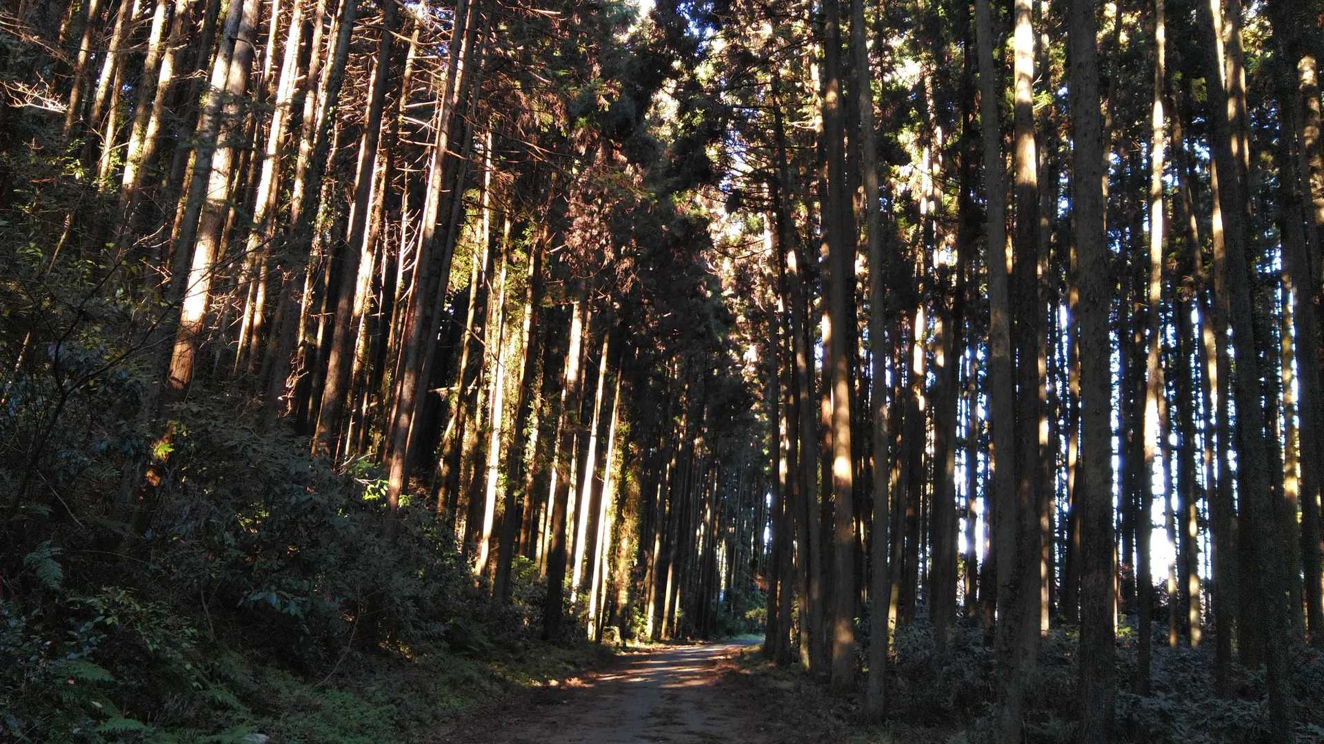 東登山口-御前山-西登山口 周回コースの写真