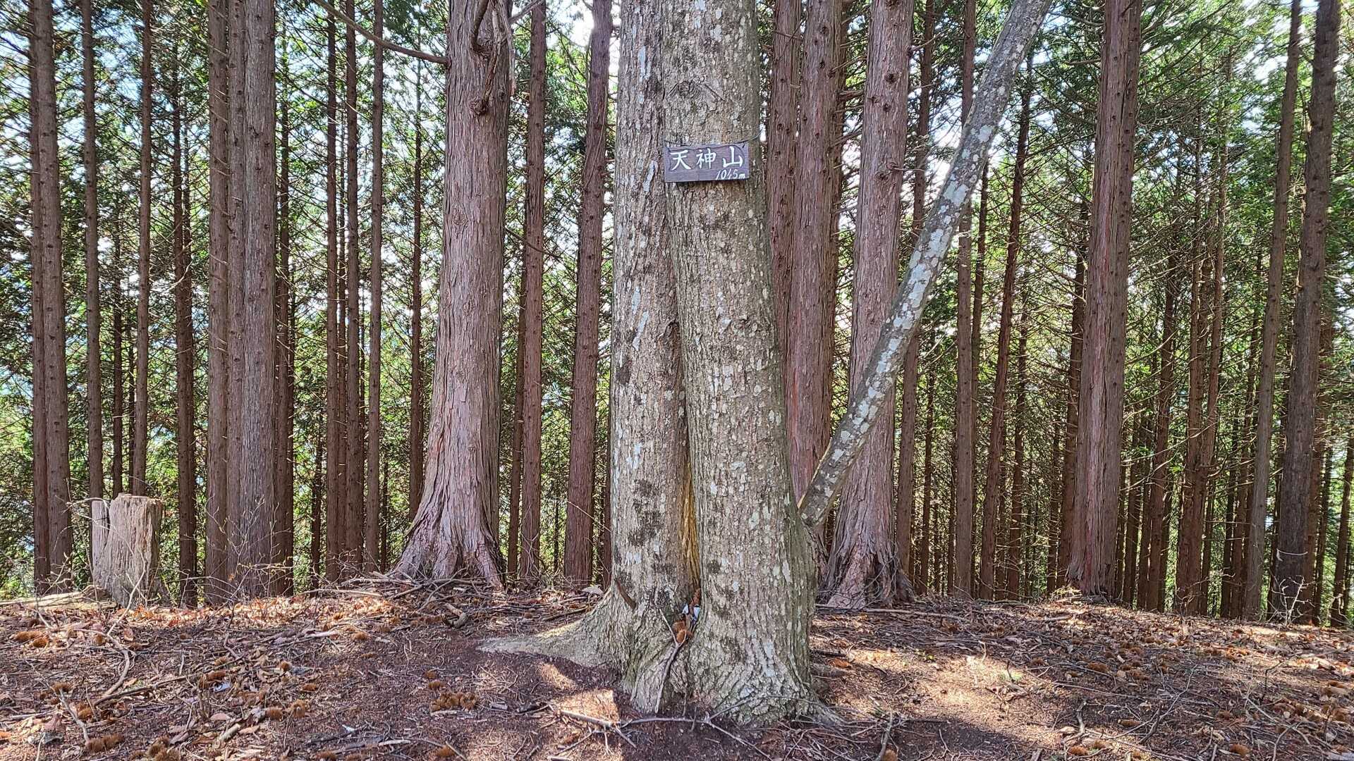 天神山の写真