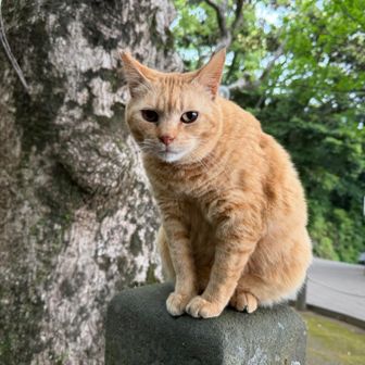 なでられるのが大好きみたい

我が家の姫よりも触らせてくれました（笑）