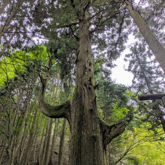 天狗の腰掛け。右側から奥の院、鍋割山経由で行けるけどskip。以前には行った。
