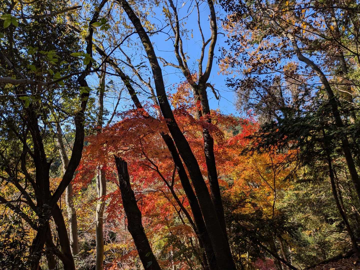 東吾野駅-天覚山-吾野ノ頭-大高山-栃屋ノ頭-六ツ石ノ頭- 縦走コースの写真