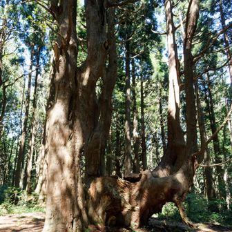 杉の巨木がたくさん🌲