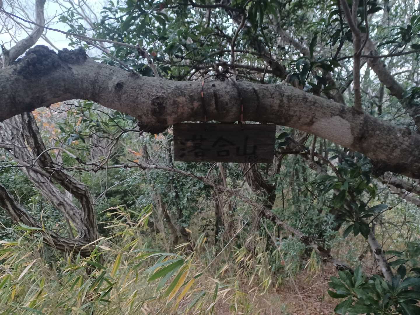 落合山の写真