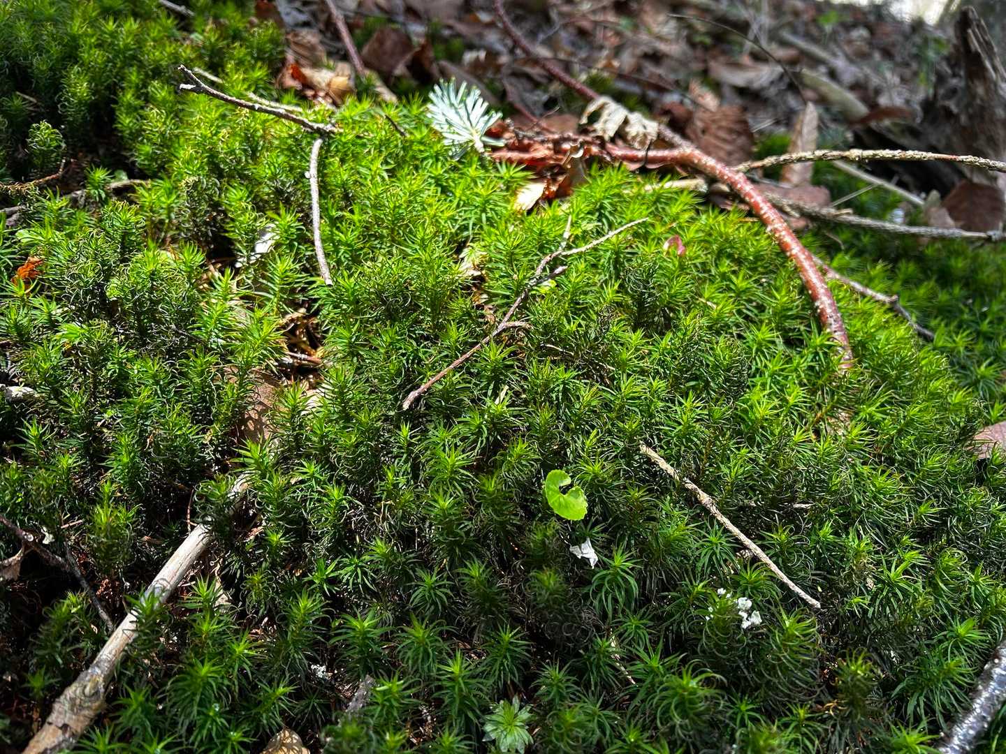 苔いっぱい