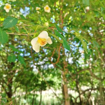 夏ツバキだそう