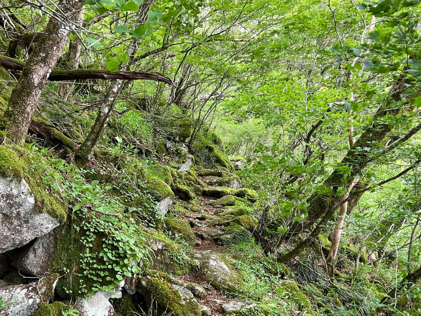 さいごは、素敵な森の中を歩きながら。
木漏れ日が差して、緑が光って、すごくいい雰囲気なのに、写真を撮ろうとすると曇り。。。