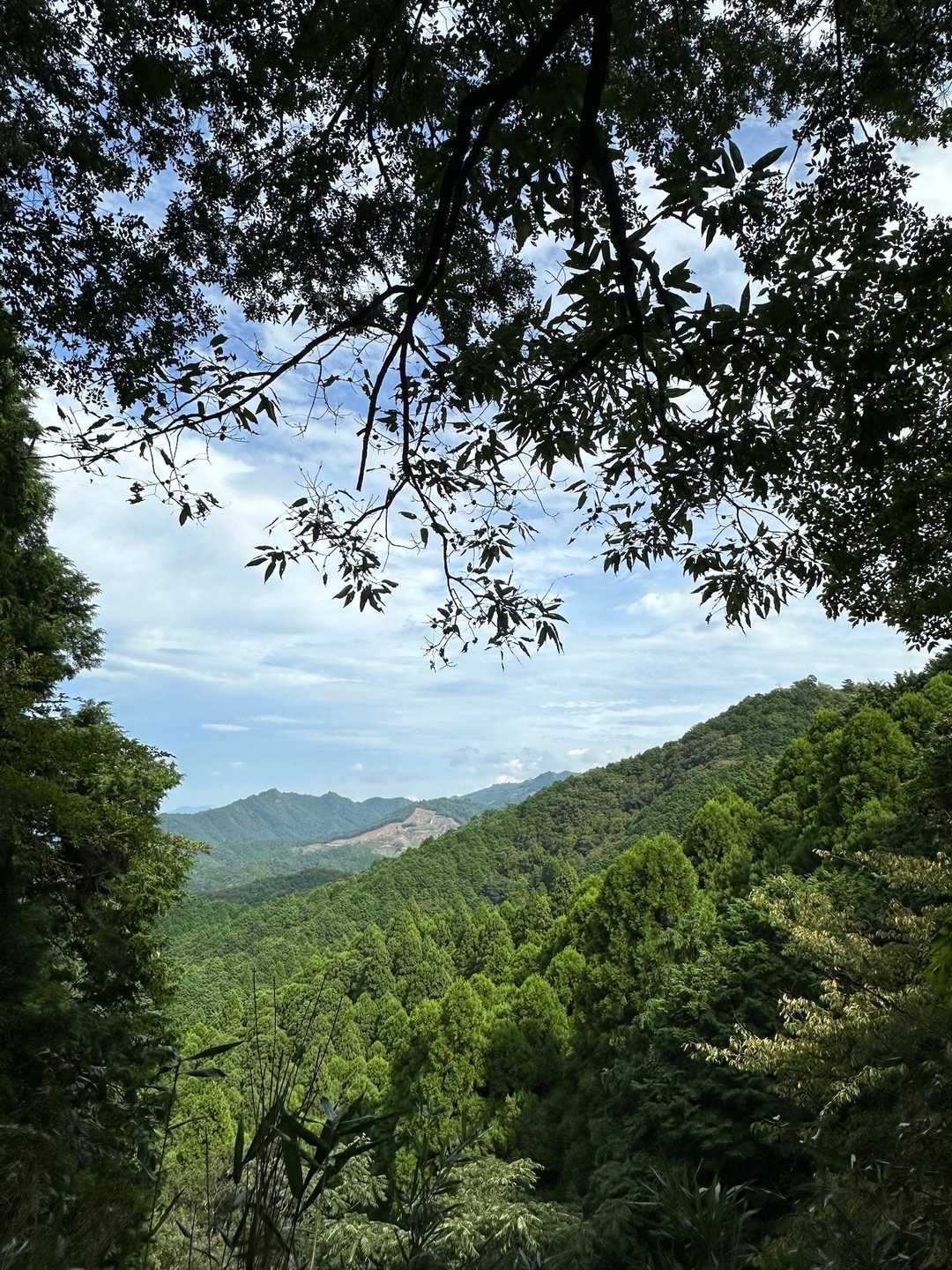 あの伐採地は山頂下の所からも見えていた…🤩