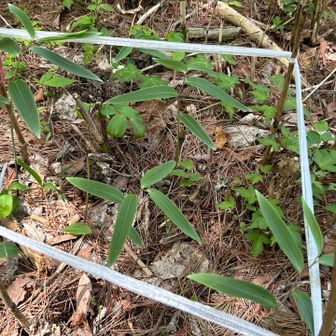 🤷🏻‍♂️何か🌱植樹されているけど⁈よくわかりません