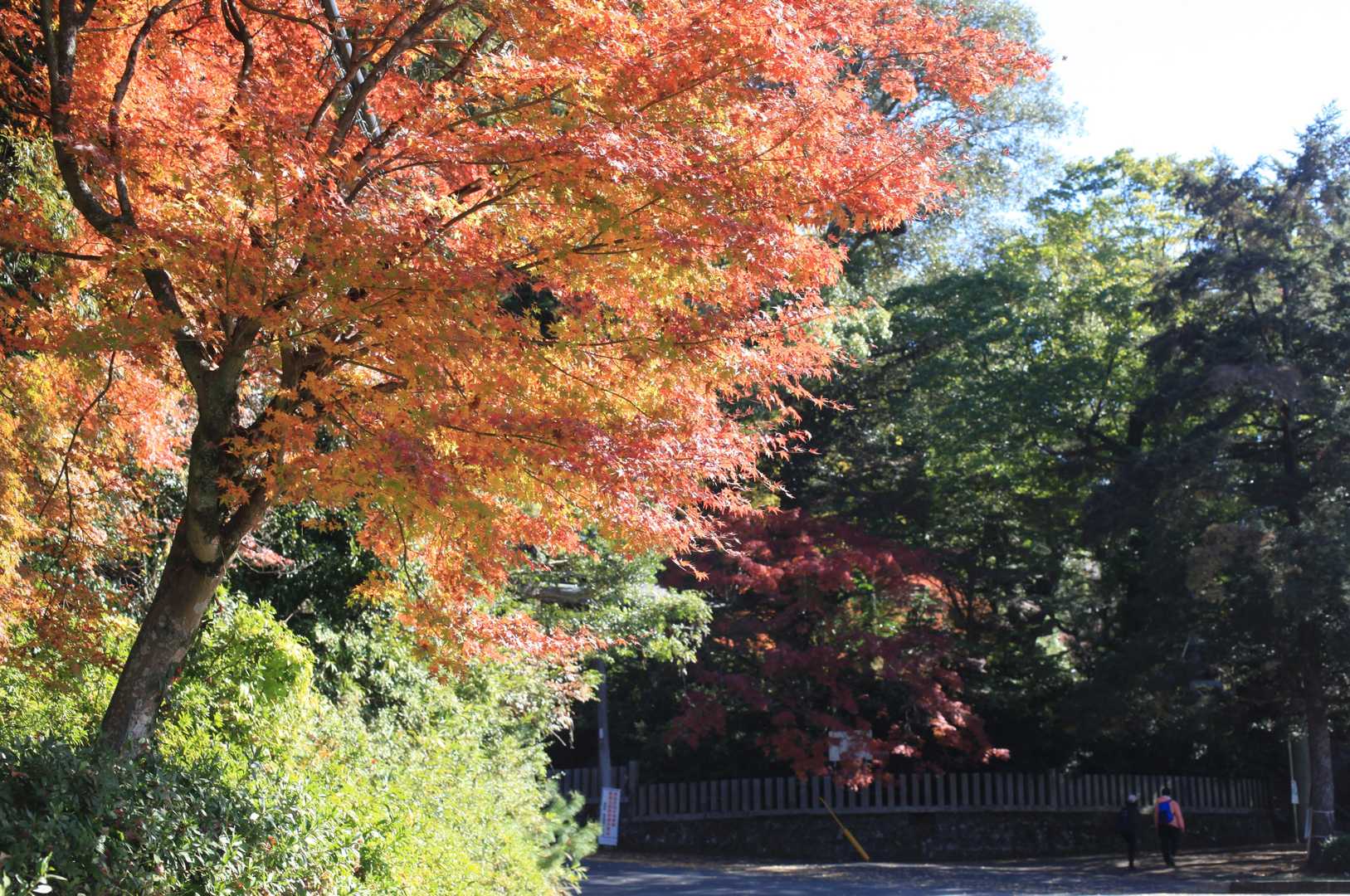 登山口付近の紅葉がすばらしい