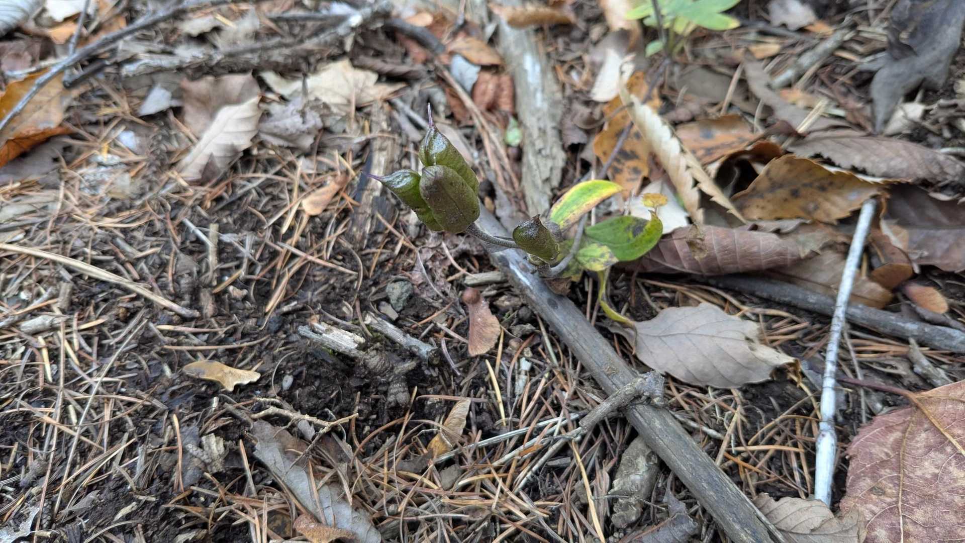 分かりづらいのですが、トリカブトの実