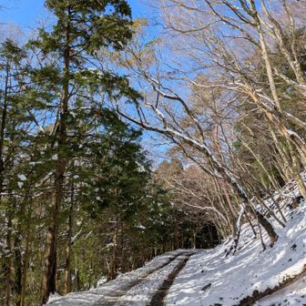 帰りの林道は青空