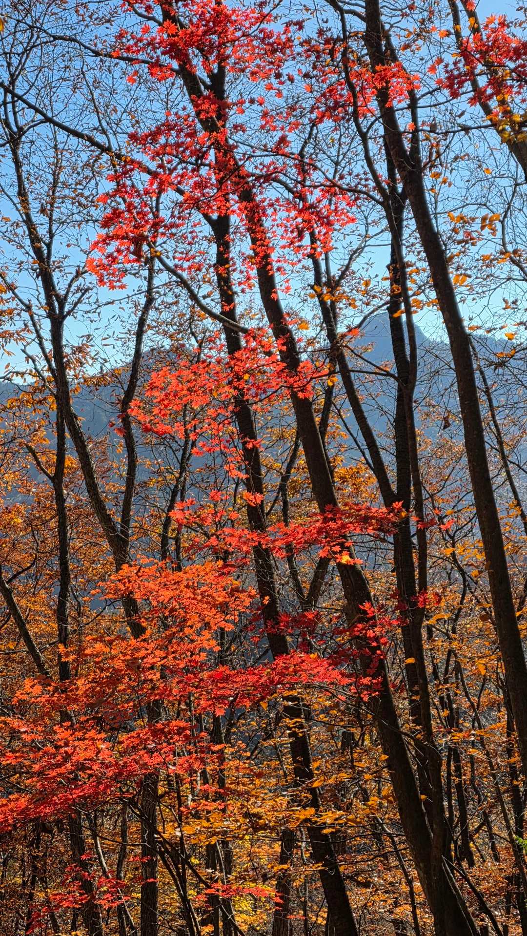 🍁