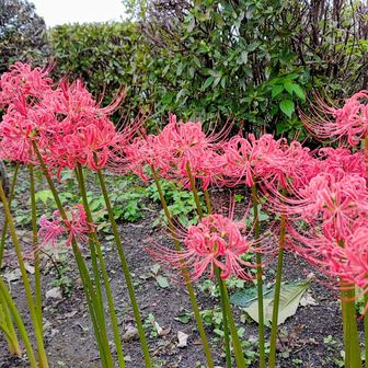 広場で満開の曼殊沙華！