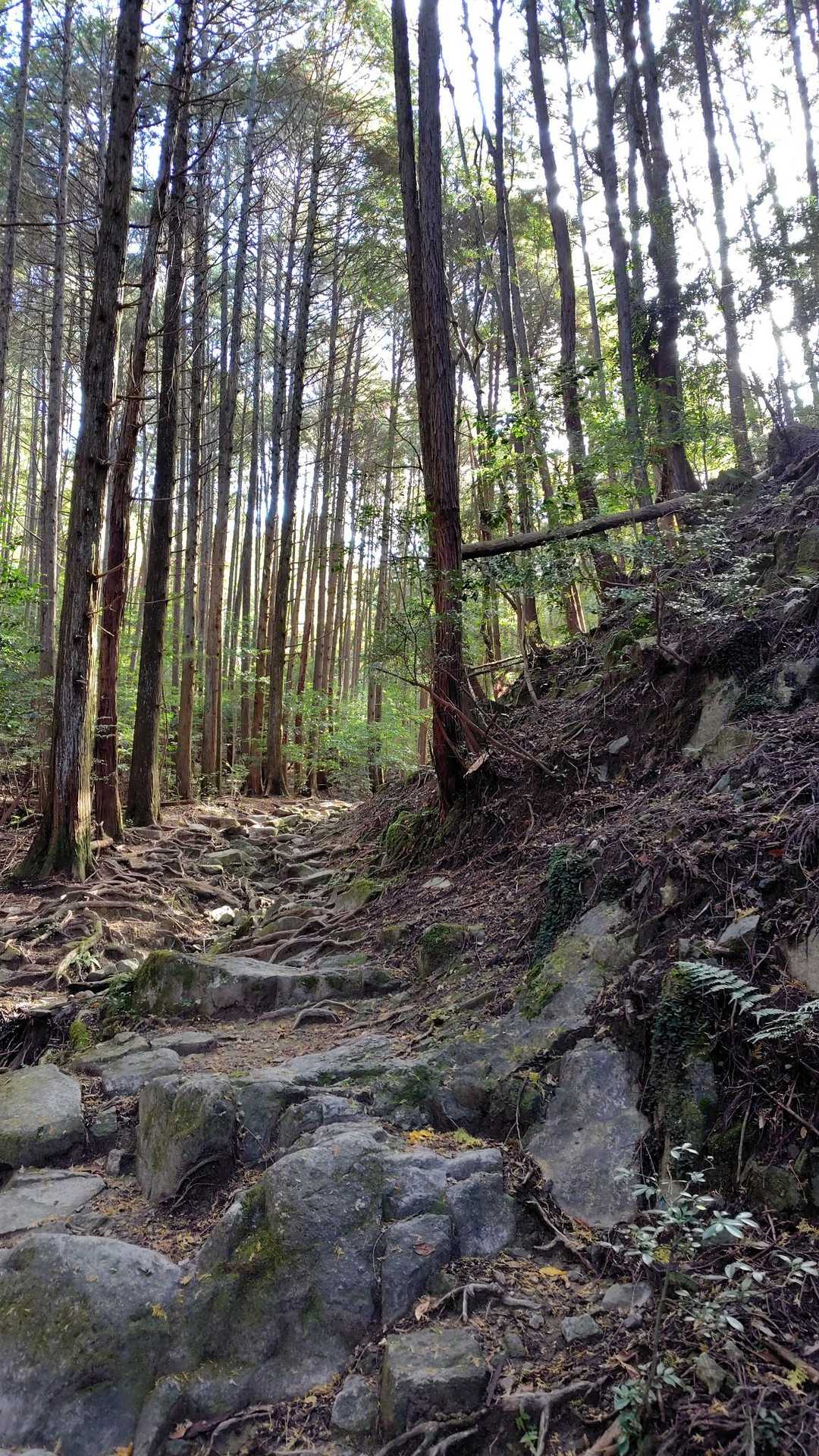 森林浴🍃気持ちいい😌