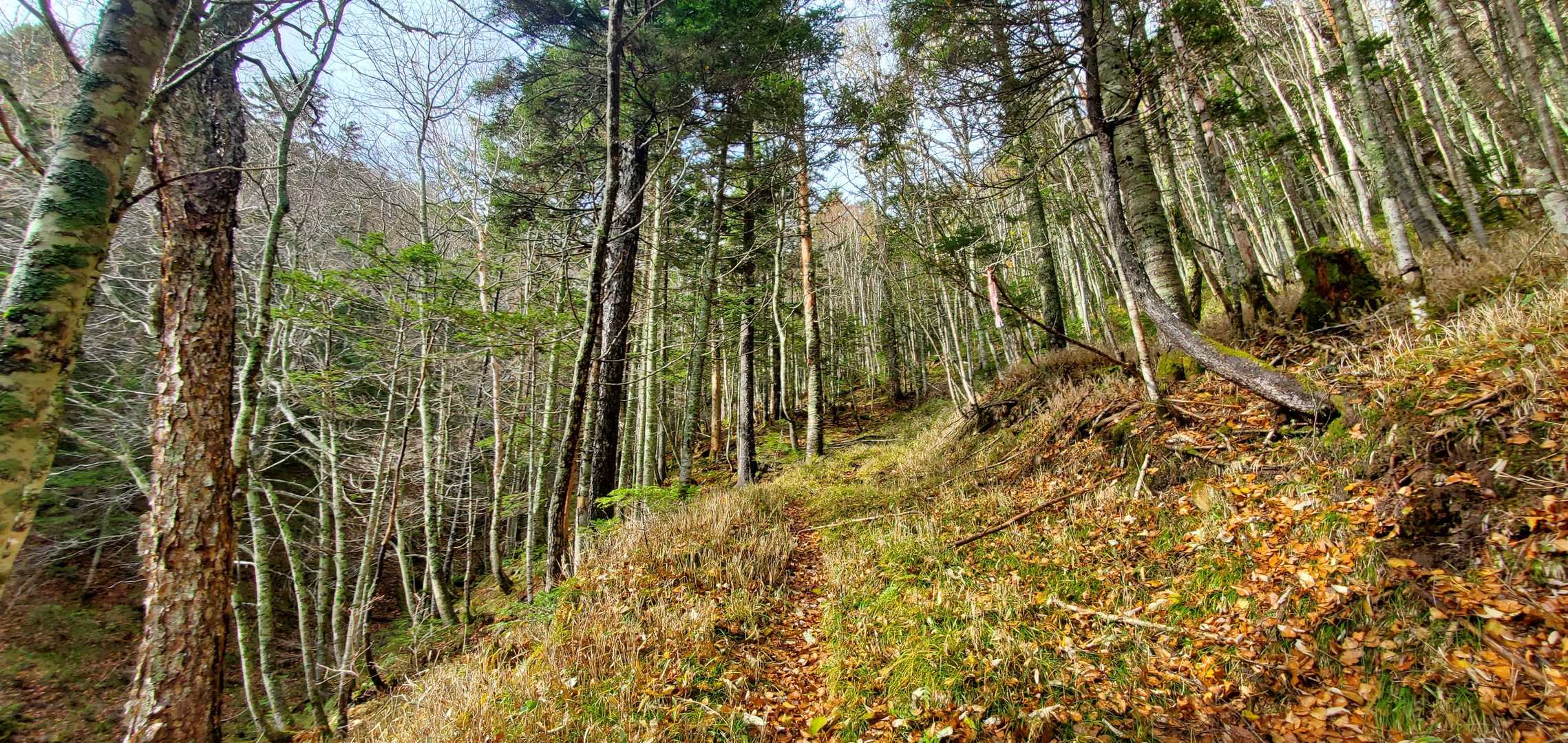 この先から急登、登山道分かりやすく、ピンテも多い