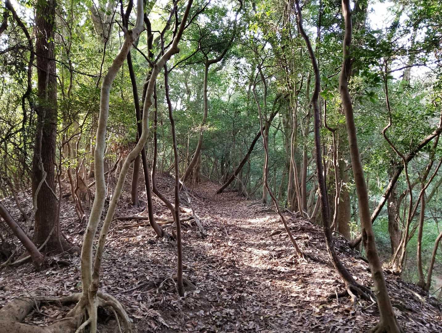 この辺でまた鹿🦌。

さっきと同じ。
ガサガサっと聞こえ、見たら逃げてく鹿の姿。

ちょっと恐くなってきたから、音楽を流す🥴