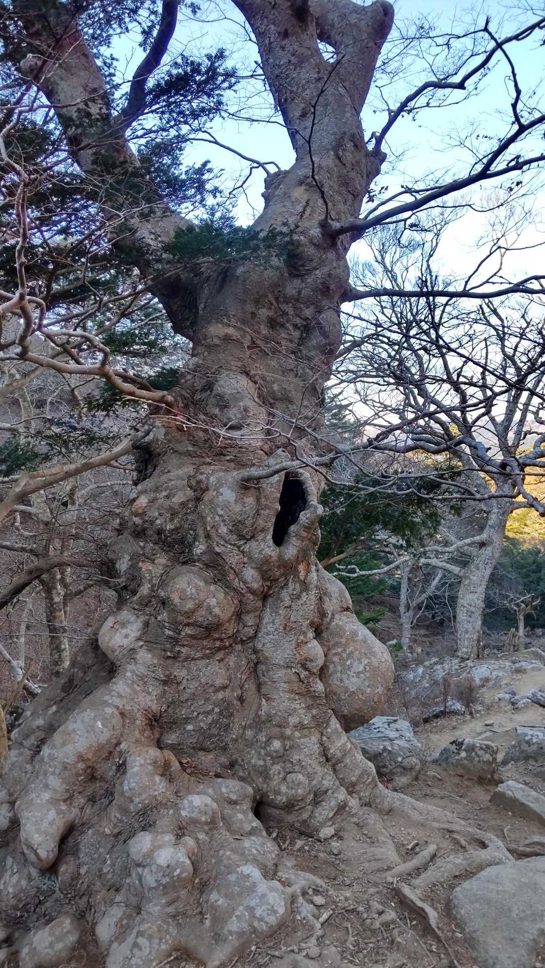 存在感ありありの木