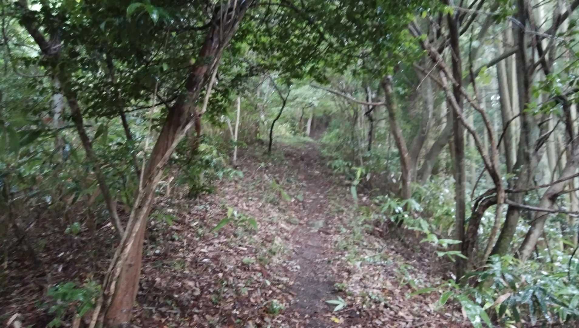矢滝城山 往復コースの写真