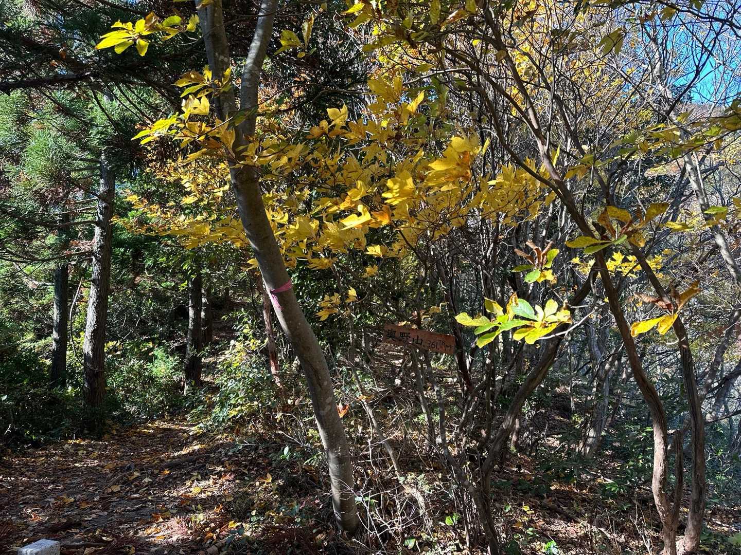 🍁