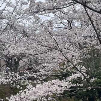 下山後はお花見🌸