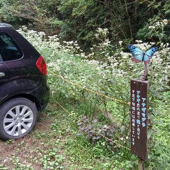 アサギマダラは見れんかったな。ヤブ蚊とバッタは死ぬほど見たが。