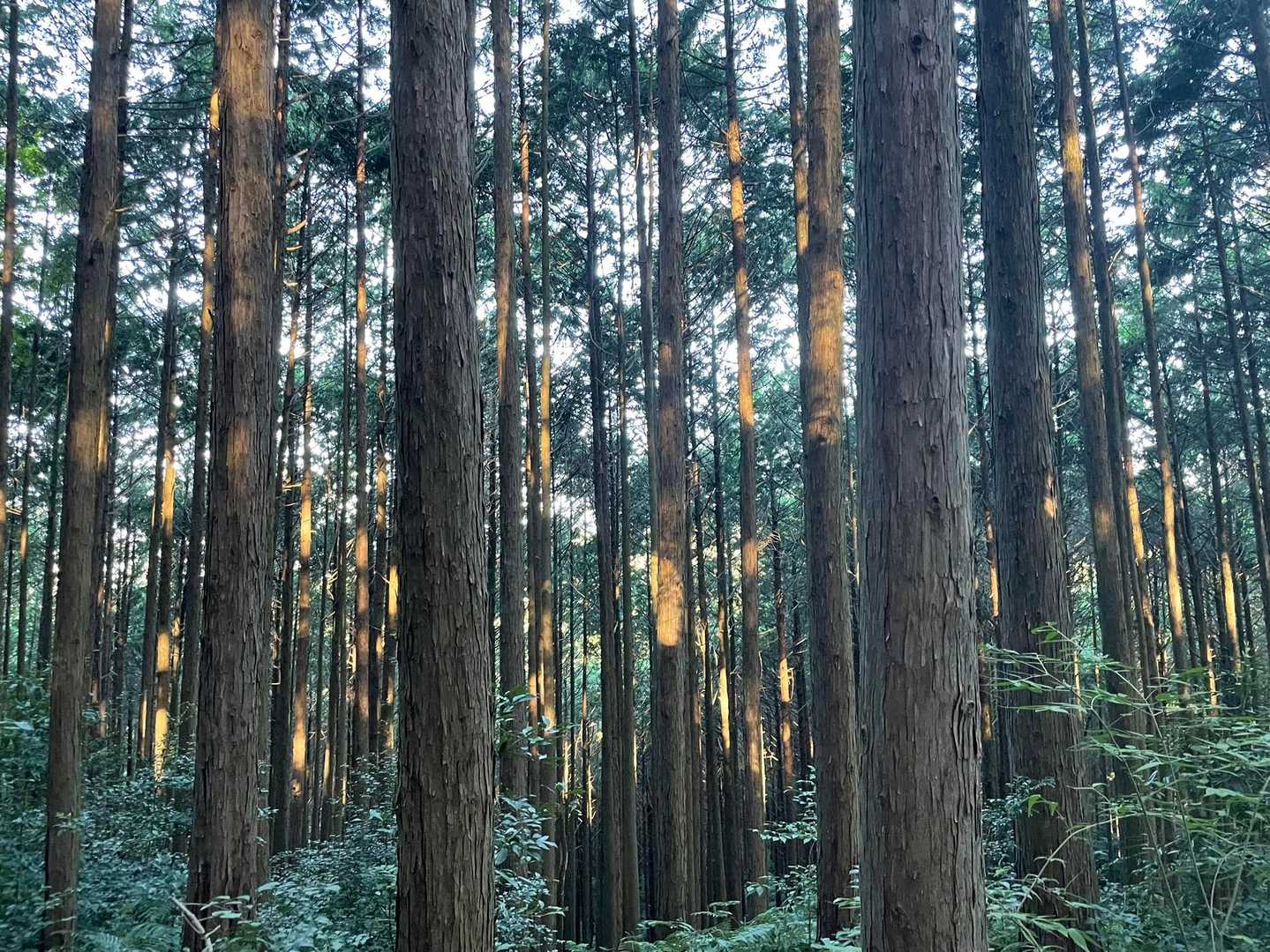 降り注ぐ日光
この風景を見ると森に来た実感が湧きます😄