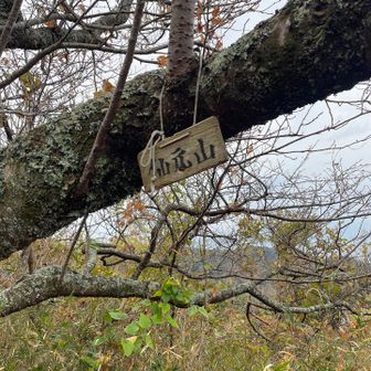 木にも引っかかってた🪧