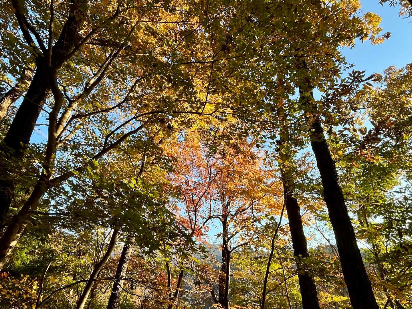 まだまだ紅葉を楽しめます🍁
今年は紅葉の時期に山を歩けなかったので、ギリギリ見ることができて嬉しい😭