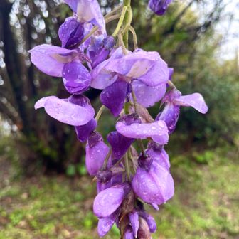 藤💜のお仲間？