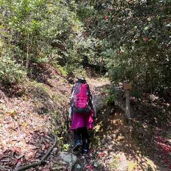 ケンケン山へは２つルートがありますが、YAMAPルートではないものの踏み跡が多い左へ行きます