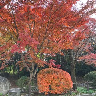 紅葉🍁三昧
