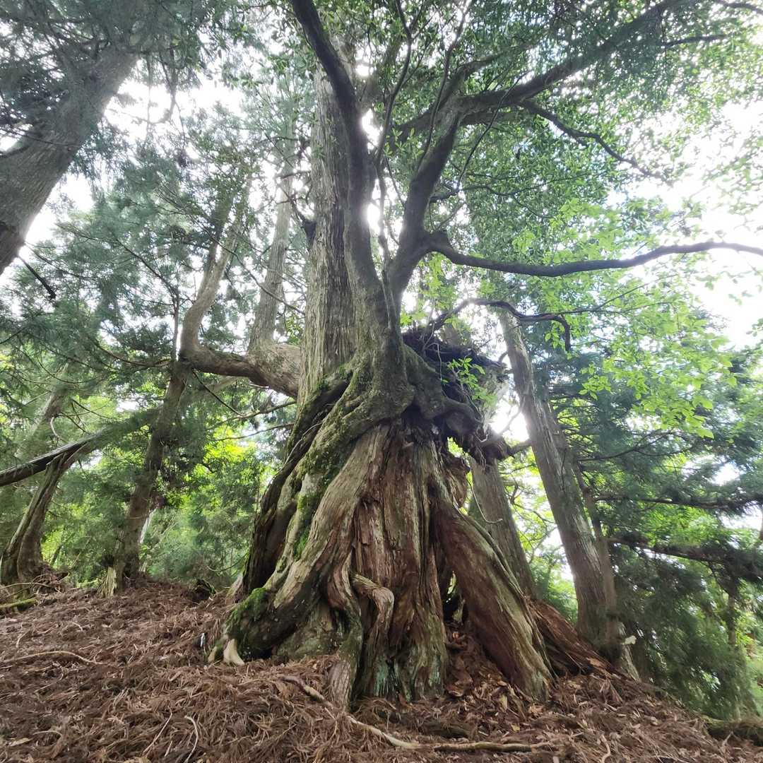 佐々里峠-雷杉-小野村割岳 往復コースの写真