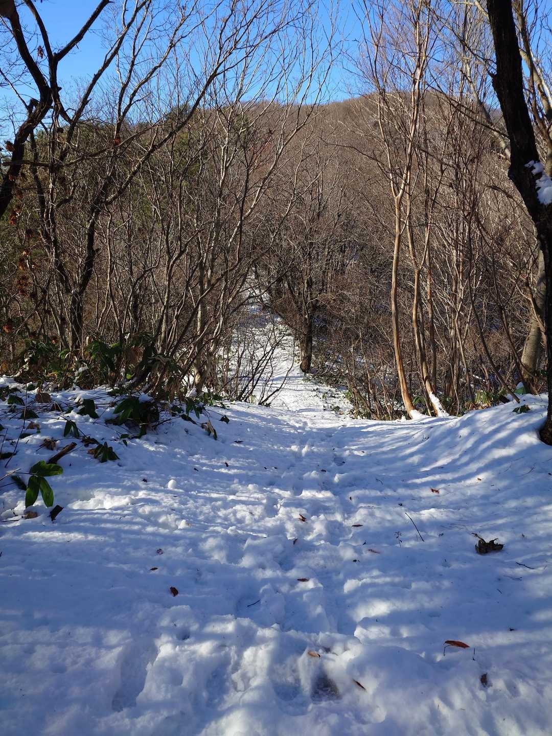 大倉岳 往復コースの写真