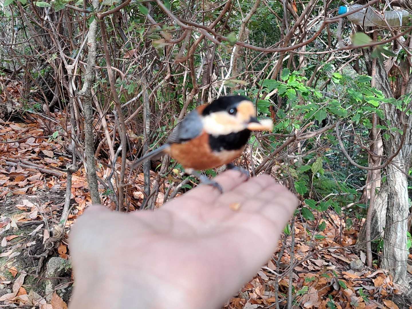 大きいの持っていかれました！
