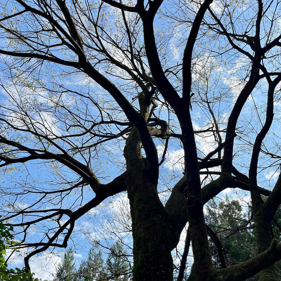 見上げると…大きな樹木と青空
