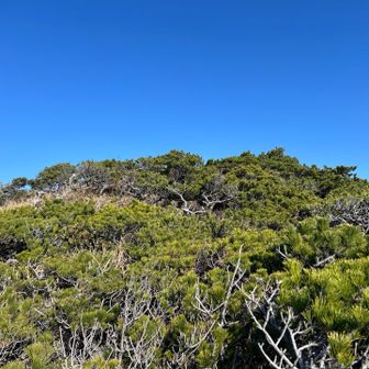 丸山は… 藪漕ぎすれば山頂まで行けなくはないけど、この辺でヨシとしよう。