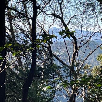 樹間からは大岳山。かつては富士山も良く見えたと思われます。
