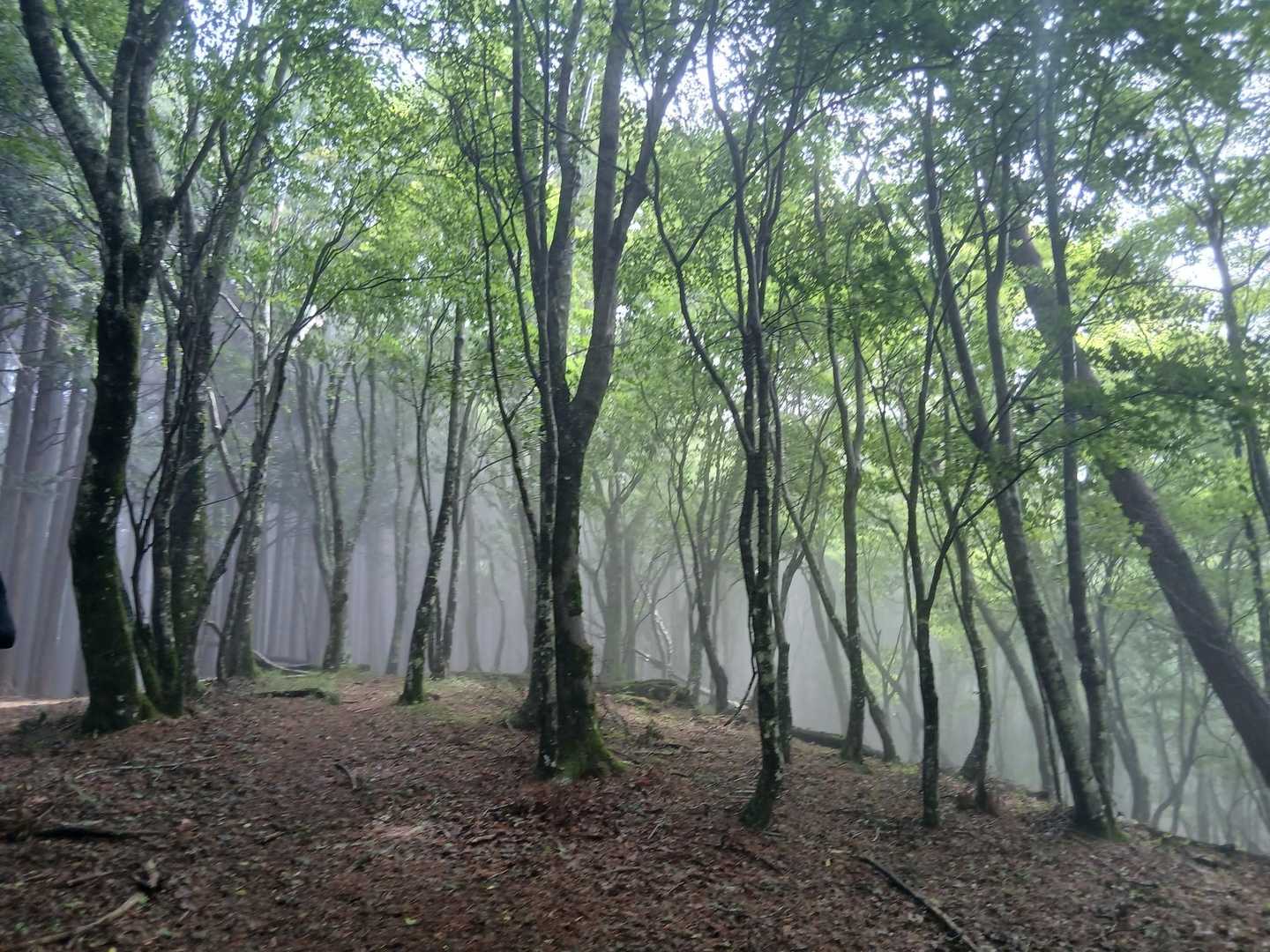 しばらく登ったところで
女性2人組のグループが下りてきました🧑‍🤝‍🧑
山頂に行こうとしたけど
暗いし何も見えないから途中で引き返したとのこと😳