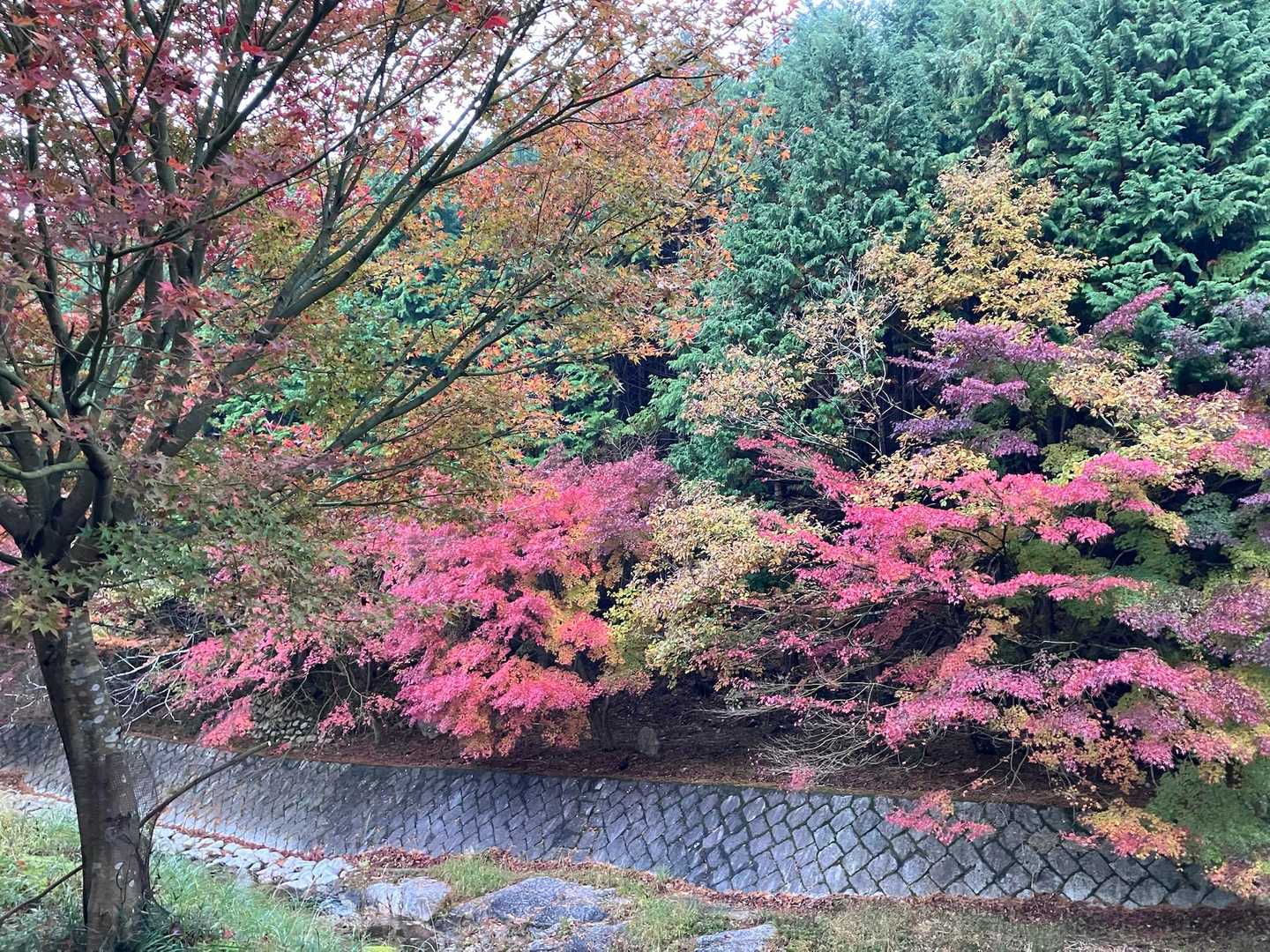　　駐車場の紅葉は見ごろを迎えていて　
　　とても綺麗！！でした♡