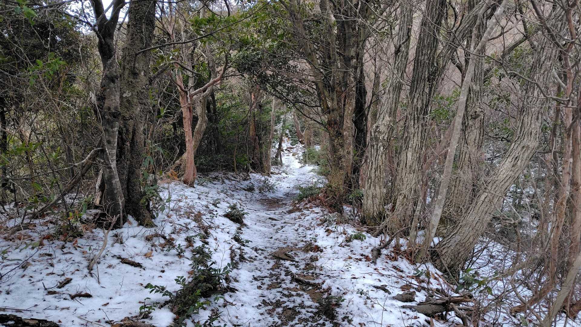 雪が出てきた❄。