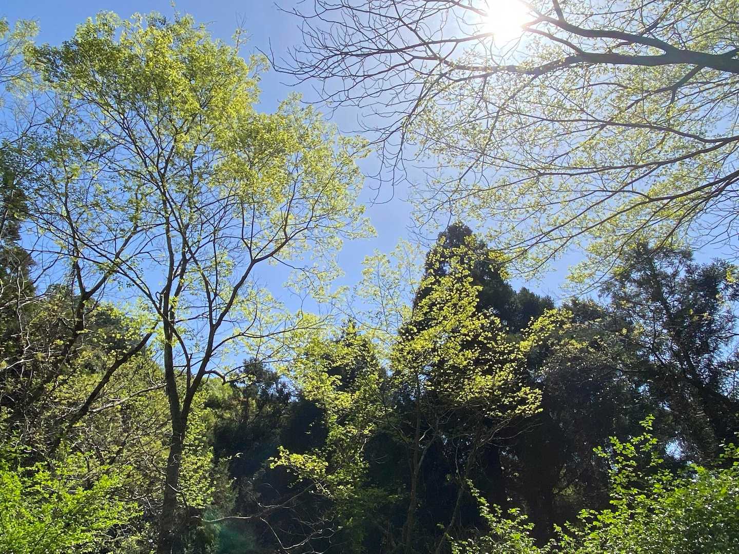 若葉が青空に映えます