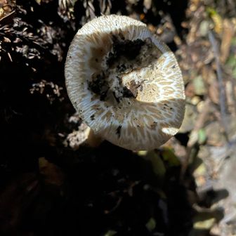 あっ  (キノコ)

ニョキニョキ出てくるよねぇ| ε:) ﾆｮｷ🍄

今日の靴：サロモン👟
岩の上で ヌーーーって滑る笑
まぁ、みんな滑るって言ってたから今日の山のコンディションはそんな感じだったのだね

しつこく言うけど、友が勧めてくれたシューズ、
✔︎︎︎︎アシックス ゲルトラブーコGTX
は、本当に履いてて安心感あるのを実感
里山も高山も、岩場の道、登り降りも安心なんだな
(◍ ´꒳` ◍)