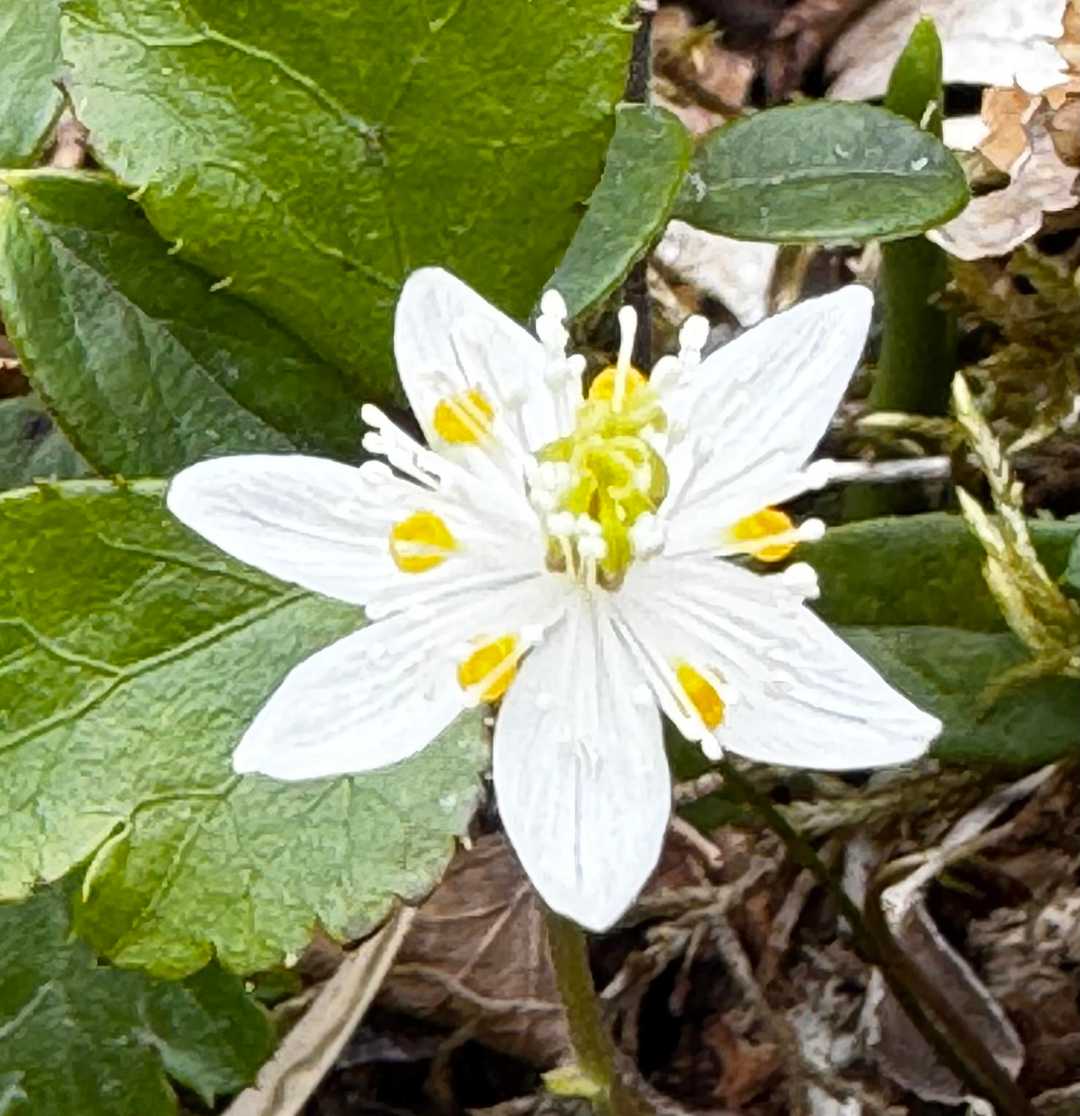 花咲く南月山 ❁⃘*.ﾟ✿.*⋆❁*⁎❀.*・ﾟ⁎ .｡❀ *𑁍*.𓆸 / nocoの登山