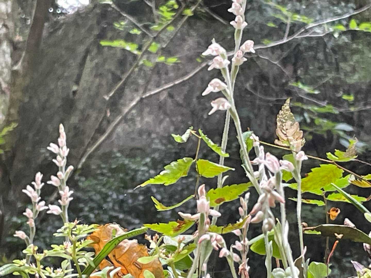 高いところで咲いてます👻