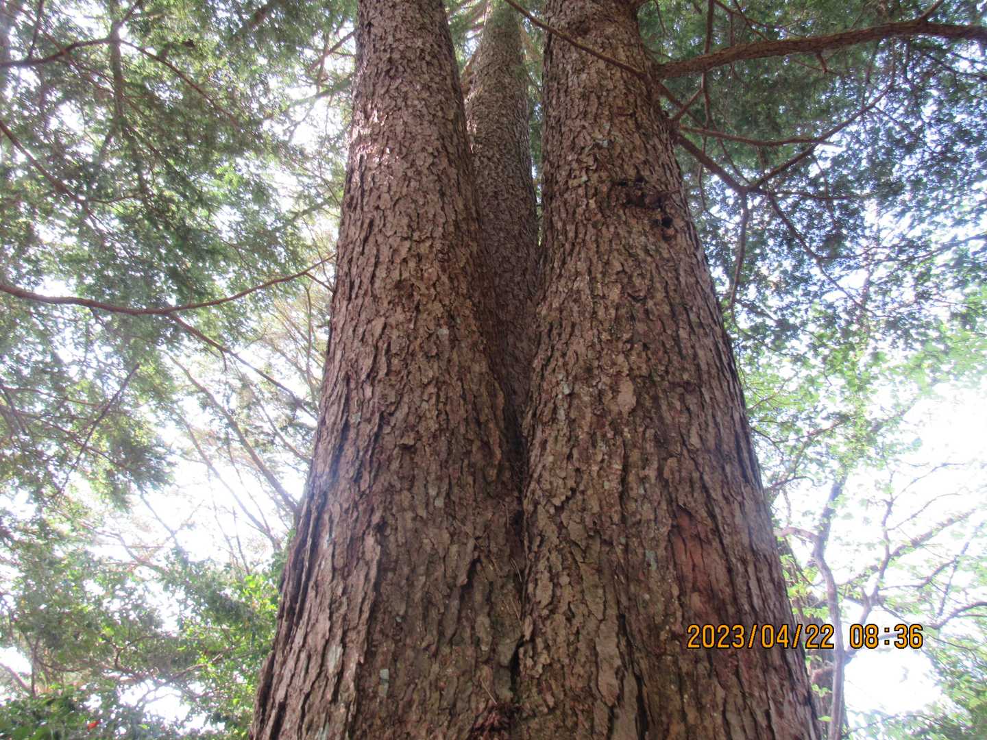 これもマップにはない、三位一体の木🌲