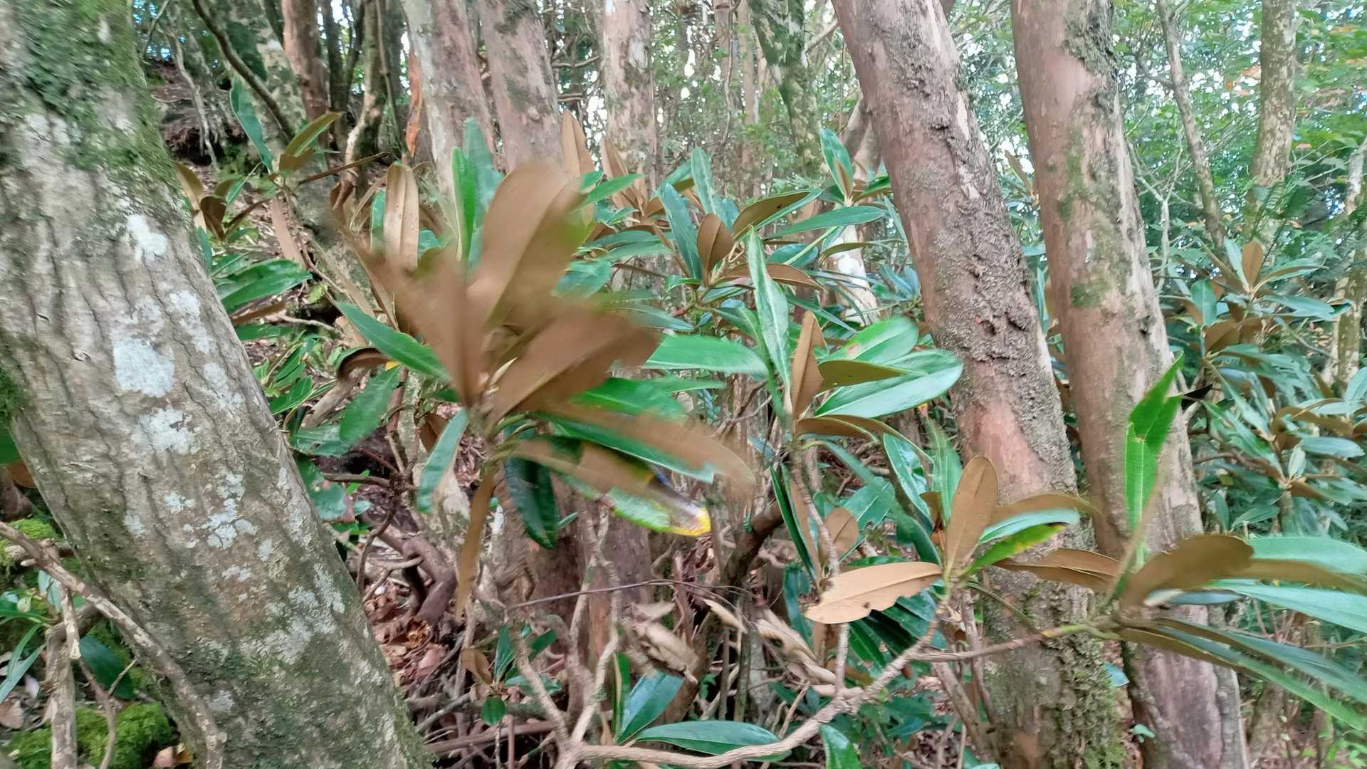 シャクナゲがちらほら出てきた。
春は華やかになりそうな稜線🌸