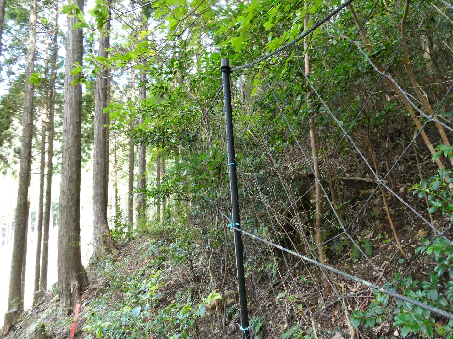 防鹿ネットに沿って歩きます。