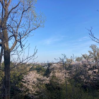 つつじ山山頂から
