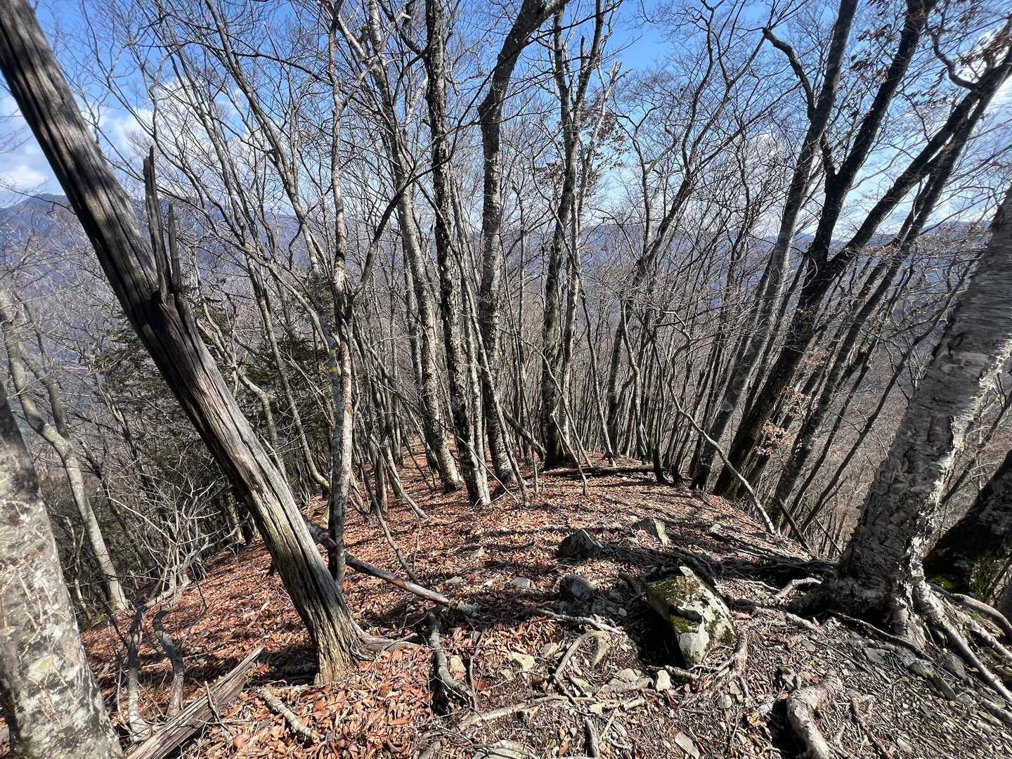 こちらの峠ノ尾根で下山します😅